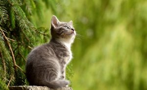 猫の1番安い・低価格の種類は？適正販売価格はいくら？  ペットブログ